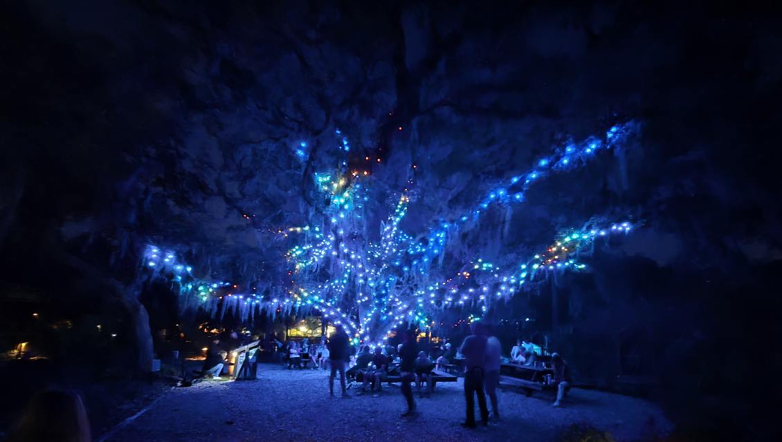Oak tree illuminated with lights at night